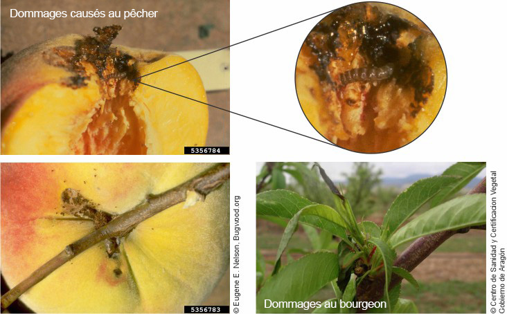 Daños en albaricoques causados por la Anarsia lineatella